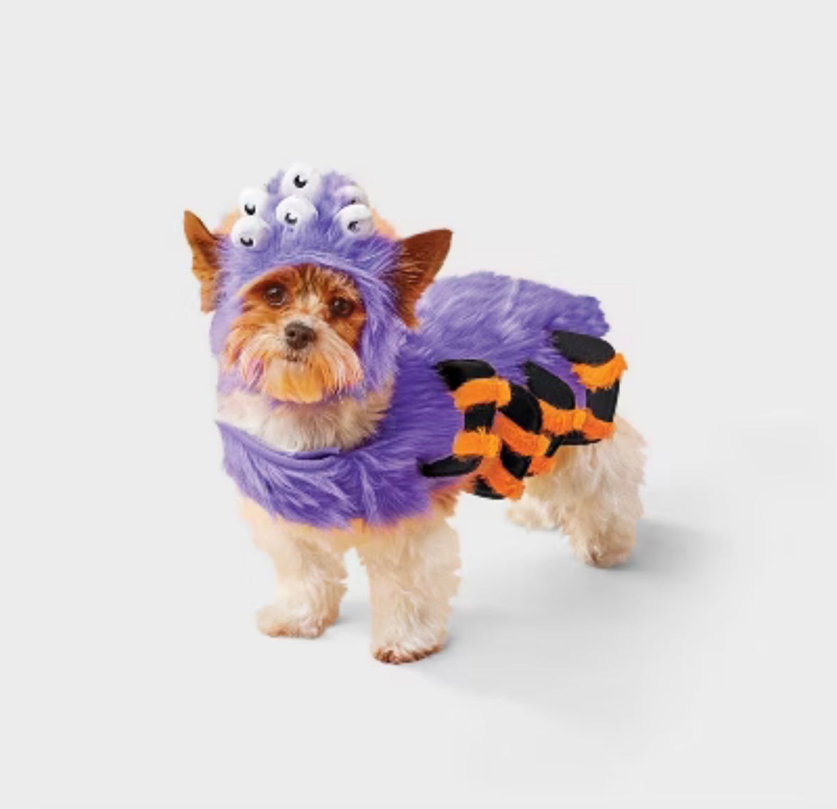 Spider Costume Dog