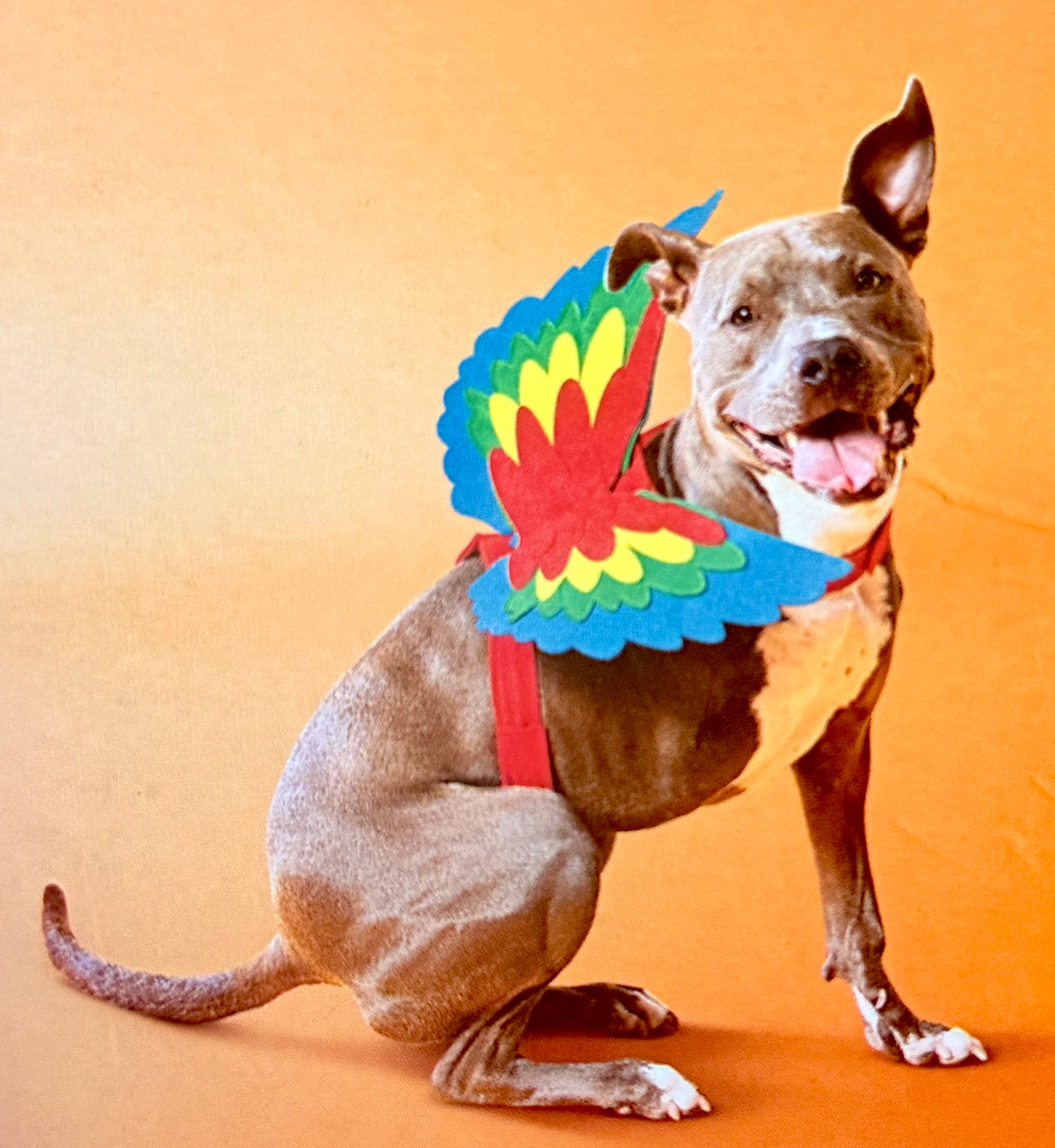 Pet Costume Wings